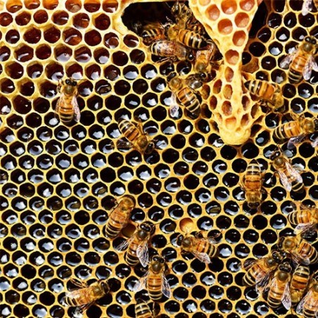 Mor včelího plodu – rozbor ve standardní lhůtě