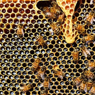 Hniloba včelího plodu (metoda PCR) – rozbor ve standardní lhůtě